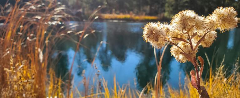 Image of greenish blue pond with golden native grasses in the foreground